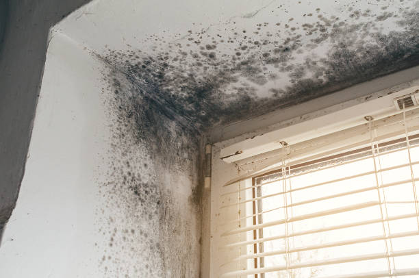 Affordable Black Mold Remediation solutions in Bellevue, WA
