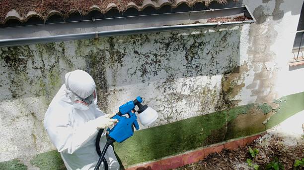 Top rated local Black Mold Remediation specialists in Bellevue, WA